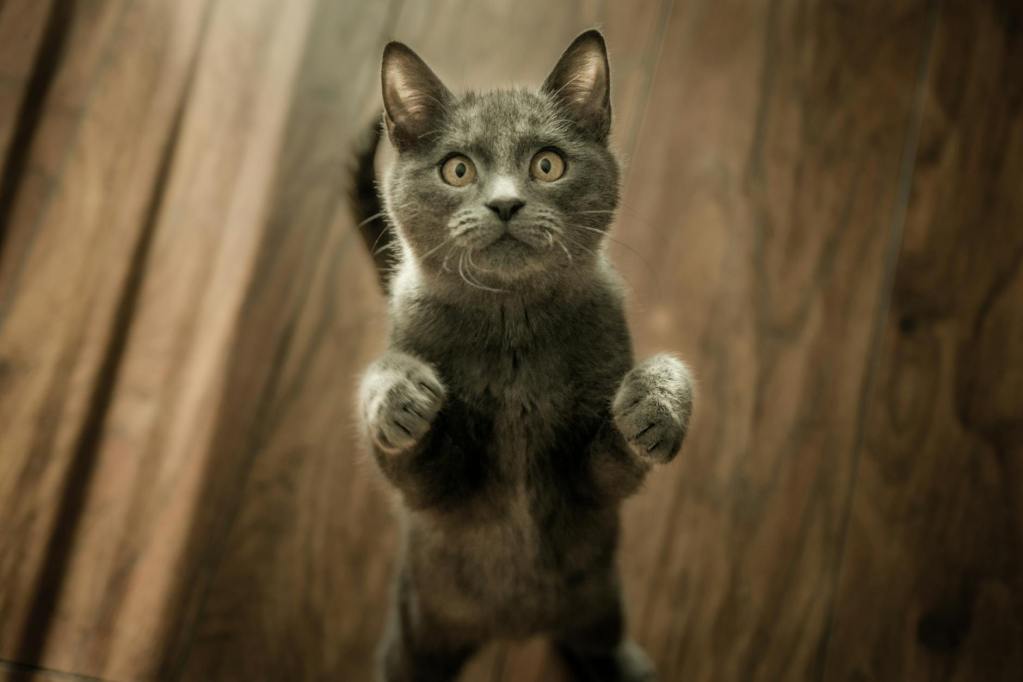 cute gray kitten standing on a wooden flooring - Photo by Marko Blazevic